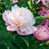シャクヤク　花